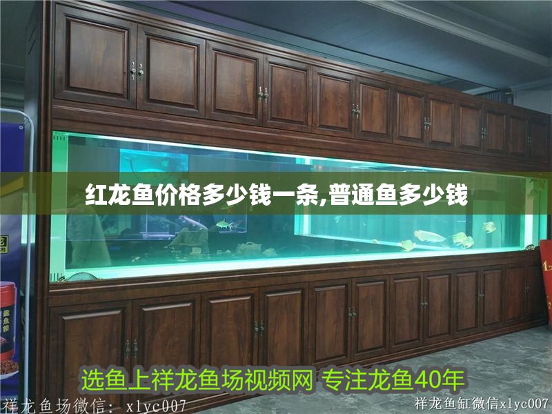 紅龍魚價格多少錢一條,普通魚多少錢