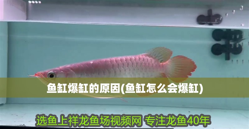 魚缸爆缸的原因(魚缸怎么會爆缸)
