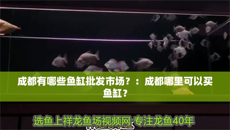 成都有哪些魚缸批發市場？：成都哪里可以買魚缸？