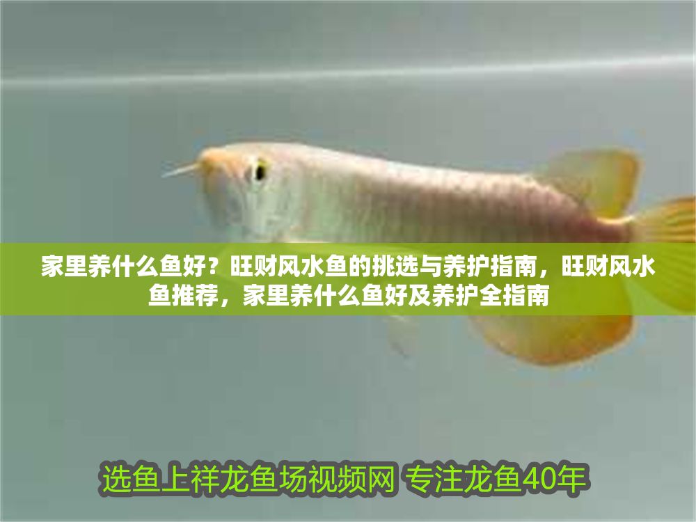 家里養(yǎng)什么魚好？旺財(cái)風(fēng)水魚的挑選與養(yǎng)護(hù)指南，旺財(cái)風(fēng)水魚推薦，家里養(yǎng)什么魚好及養(yǎng)護(hù)全指南