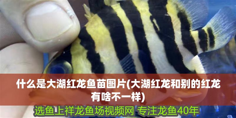 什么是大湖紅龍魚苗圖片(大湖紅龍和別的紅龍有啥不一樣)