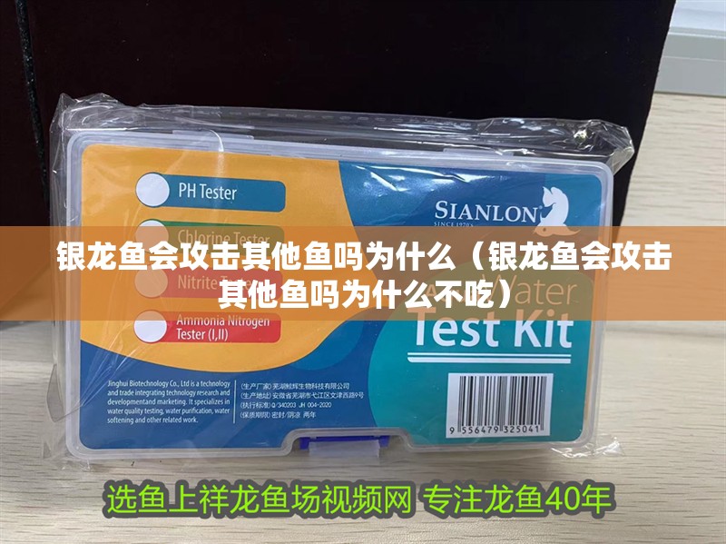 銀龍魚會攻擊其他魚嗎為什么（銀龍魚會攻擊其他魚嗎為什么不吃）