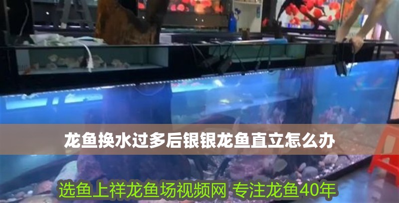 龍魚換水過多后銀銀龍魚直立怎么辦