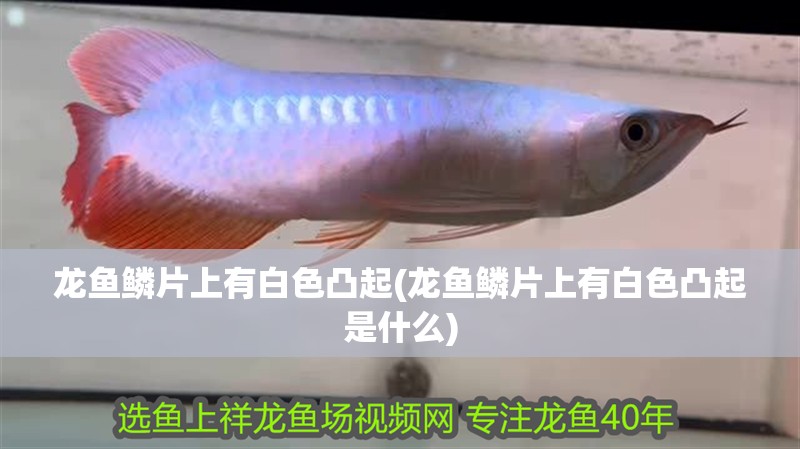 龍魚鱗片上有白色凸起(龍魚鱗片上有白色凸起是什么)