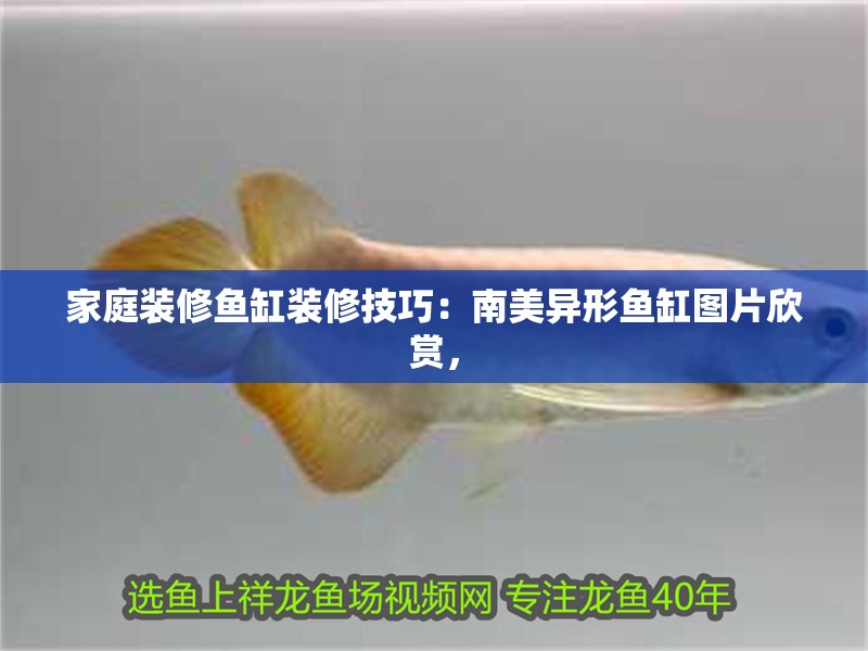 家庭裝修魚缸裝修技巧：南美異形魚缸圖片欣賞，