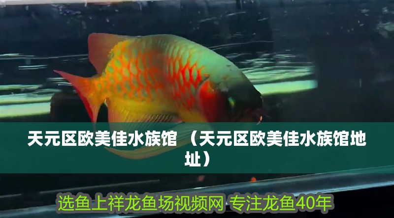 天元區(qū)歐美佳水族館 （天元區(qū)歐美佳水族館地址）