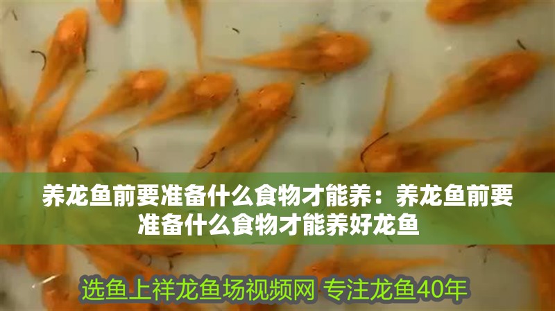 養(yǎng)龍魚前要準(zhǔn)備什么食物才能養(yǎng)：養(yǎng)龍魚前要準(zhǔn)備什么食物才能養(yǎng)好龍魚