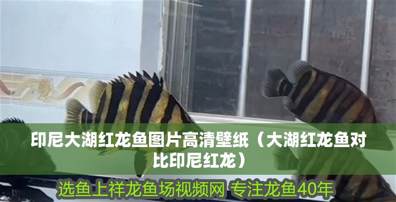 印尼大湖紅龍魚圖片高清壁紙（大湖紅龍魚對比印尼紅龍）