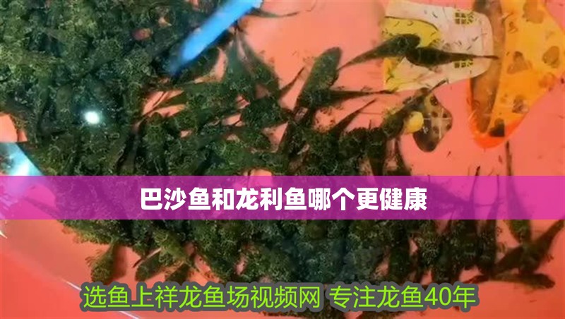 巴沙魚和龍利魚哪個更健康