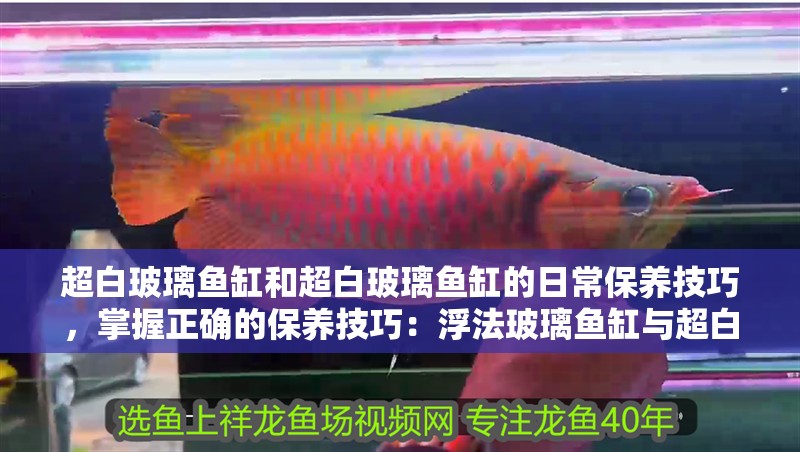超白玻璃魚缸和超白玻璃魚缸的日常保養技巧，掌握正確的保養技巧：浮法玻璃魚缸與超白玻璃魚缸的區別