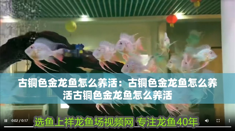 古銅色金龍魚怎么養活：古銅色金龍魚怎么養活古銅色金龍魚怎么養活