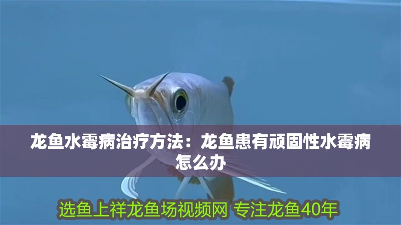 龍魚水霉病治療方法：龍魚患有頑固性水霉病怎么辦