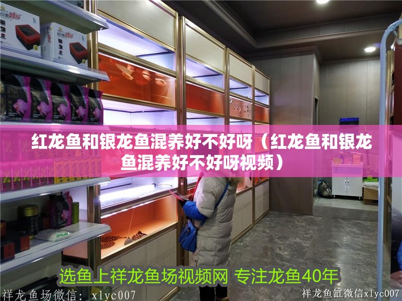 紅龍魚和銀龍魚混養好不好呀（紅龍魚和銀龍魚混養好不好呀視頻）