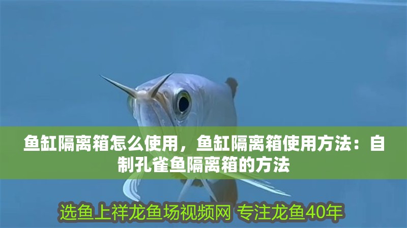 魚缸隔離箱怎么使用，魚缸隔離箱使用方法：自制孔雀魚隔離箱的方法