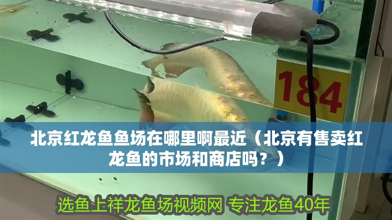 北京紅龍魚魚場在哪里啊最近（北京有售賣紅龍魚的市場和商店嗎？）