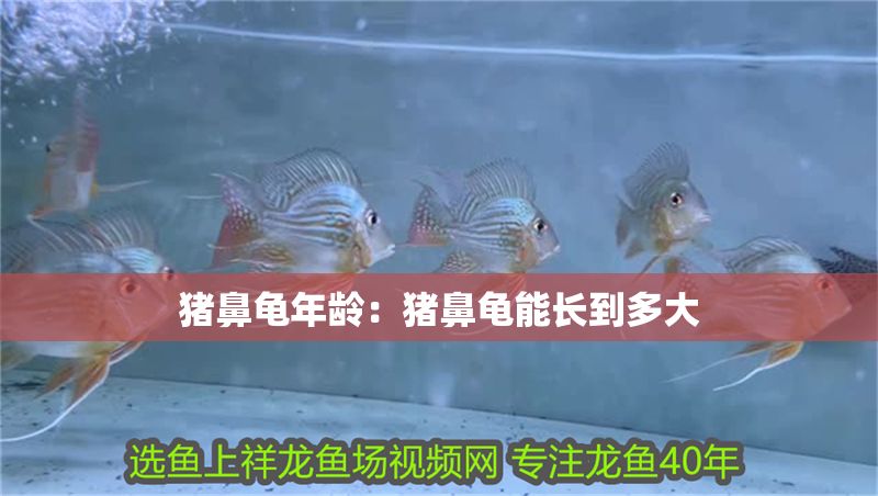 豬鼻龜年齡：豬鼻龜能長到多大