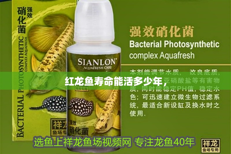 紅龍魚壽命能活多少年，