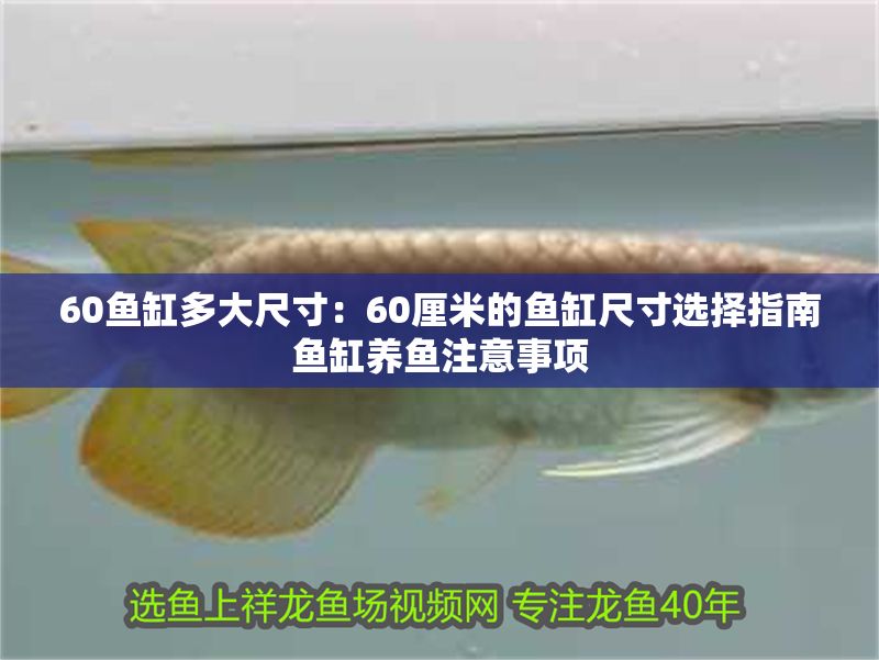 60魚缸多大尺寸：60厘米的魚缸尺寸選擇指南魚缸養(yǎng)魚注意事項
