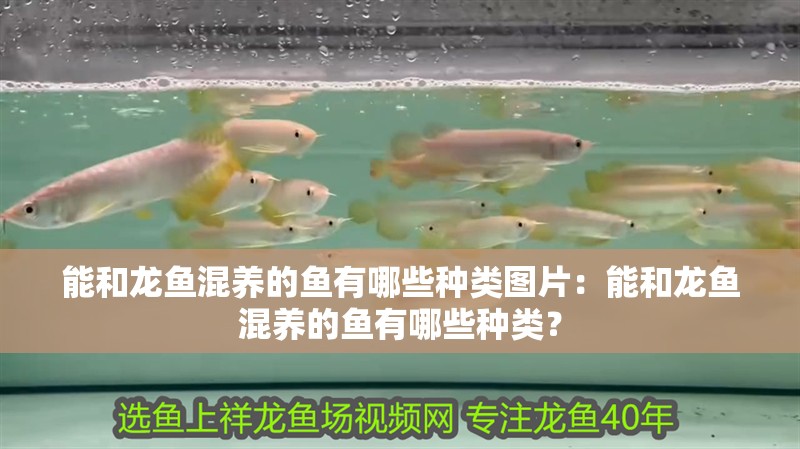 能和龍魚混養的魚有哪些種類圖片：能和龍魚混養的魚有哪些種類？