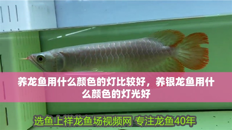 養龍魚用什么顏色的燈比較好，養銀龍魚用什么顏色的燈光好