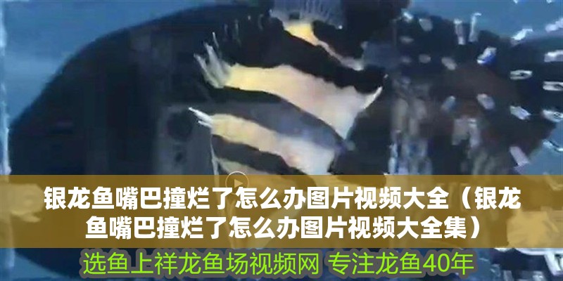 銀龍魚嘴巴撞爛了怎么辦圖片視頻大全（銀龍魚嘴巴撞爛了怎么辦圖片視頻大全集）