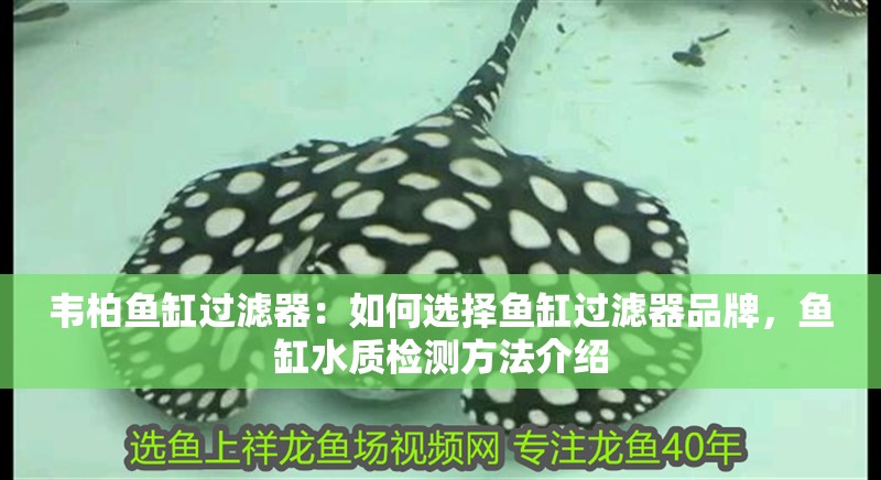 韋柏魚缸過濾器：如何選擇魚缸過濾器品牌，魚缸水質檢測方法介紹