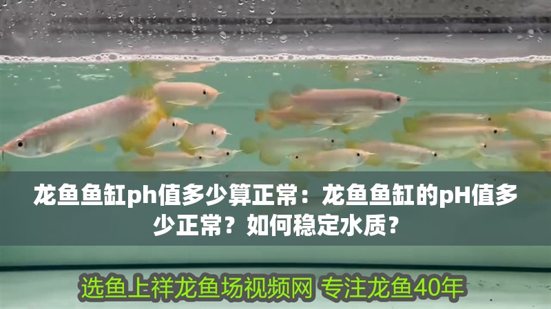 龍魚(yú)魚(yú)缸ph值多少算正常：龍魚(yú)魚(yú)缸的pH值多少正常？如何穩(wěn)定水質(zhì)？