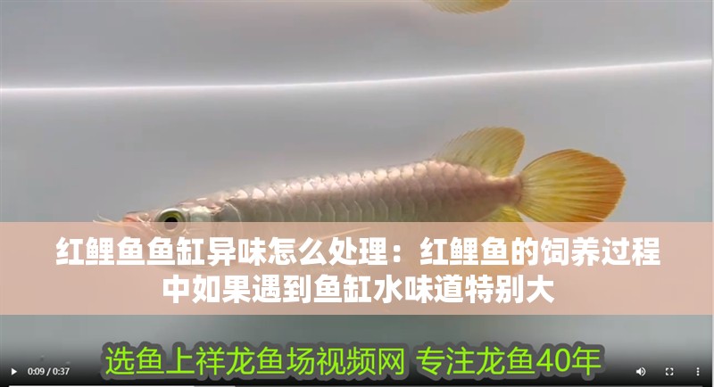 紅鯉魚(yú)魚(yú)缸異味怎么處理：紅鯉魚(yú)的飼養(yǎng)過(guò)程中如果遇到魚(yú)缸水味道特別大