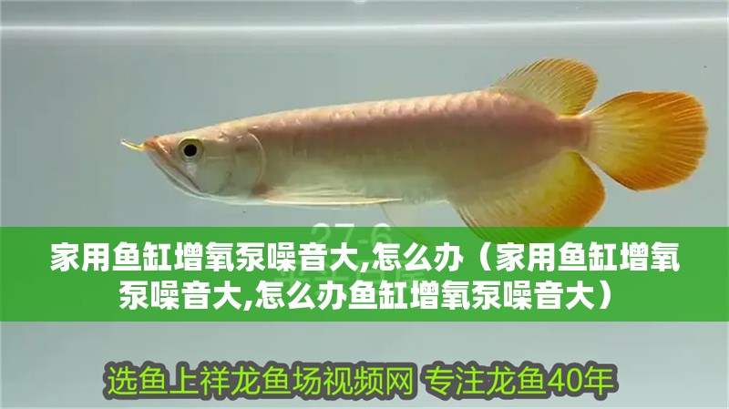 家用魚缸增氧泵噪音大,怎么辦（家用魚缸增氧泵噪音大,怎么辦魚缸增氧泵噪音大）