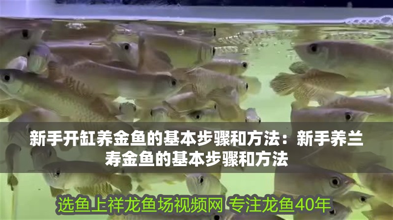 新手開缸養金魚的基本步驟和方法：新手養蘭壽金魚的基本步驟和方法