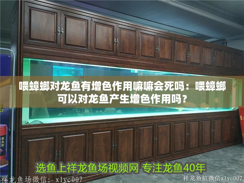 喂蟑螂對龍魚有增色作用嘛嘛會死嗎：喂蟑螂可以對龍魚產生增色作用嗎？