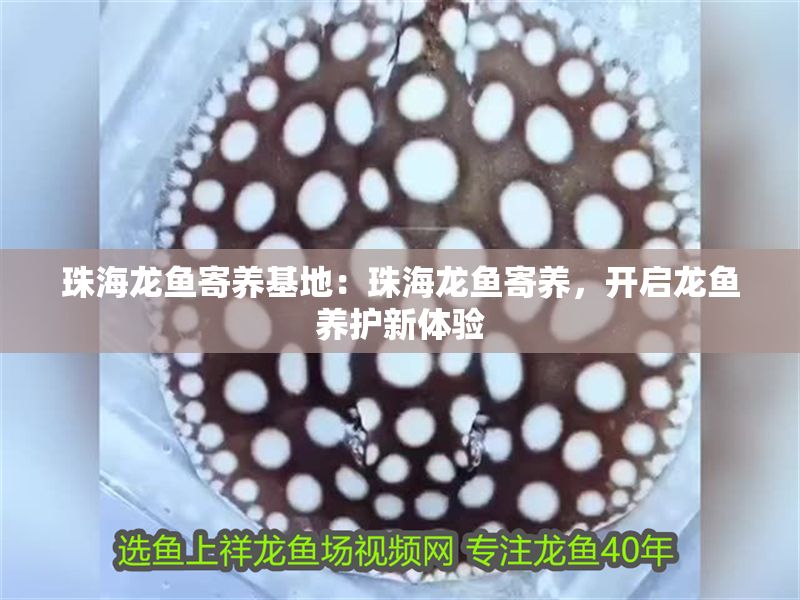 <strong><mark>珠海</mark></strong>龍魚寄養基地：<strong><mark>珠海</mark></strong>龍魚寄養，開啟龍魚養護新體驗