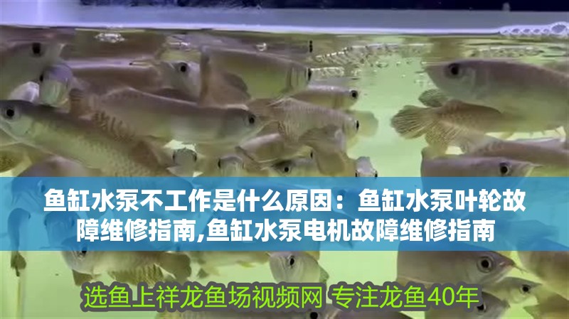 魚缸水泵不工作是什么原因：魚缸水泵葉輪故障維修指南,魚缸水泵電機故障維修指南
