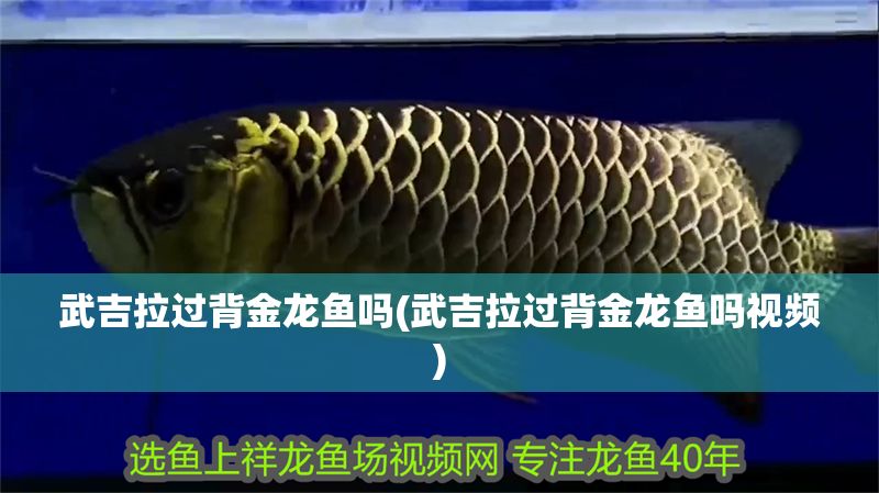 武吉拉過背金龍魚嗎(武吉拉過背金龍魚嗎視頻)