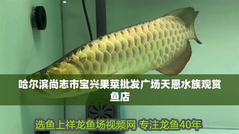 哈爾濱尚志市寶興果菜批發(fā)廣場(chǎng)天恩水族觀賞魚(yú)店