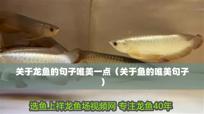 關于龍魚的句子唯美一點（關于魚的唯美句子）