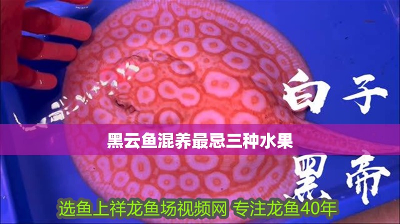 黑云魚混養最忌三種水果