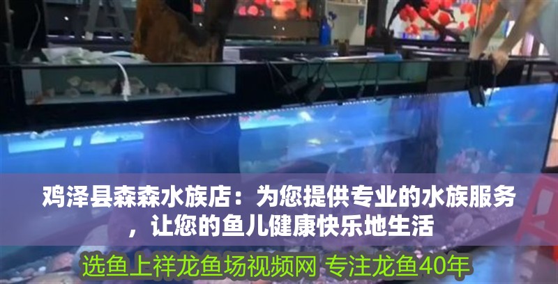 雞澤縣森森水族店：為您提供專業(yè)的水族服務(wù)，讓您的魚兒健康快樂(lè)地生活