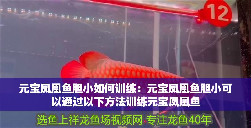 元寶鳳凰魚膽小如何訓練：元寶鳳凰魚膽小可以通過以下方法訓練元寶鳳凰魚