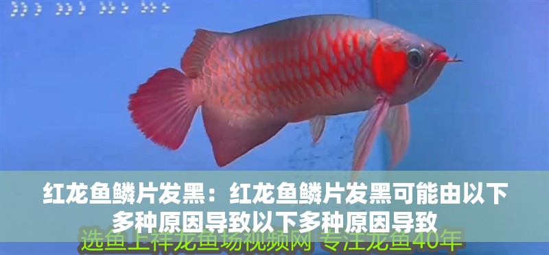 紅龍魚鱗片發黑：紅龍魚鱗片發黑可能由以下多種原因導致以下多種原因導致