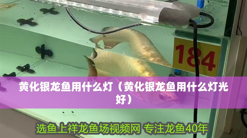 黃化銀龍魚用什么燈（黃化銀龍魚用什么燈光好）