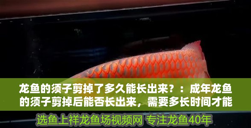 龍魚的須子剪掉了多久能長出來？：成年龍魚的須子剪掉后能否長出來，需要多長時(shí)間才能長出來