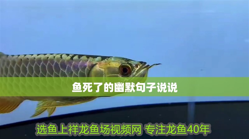 魚死了的幽默句子說說