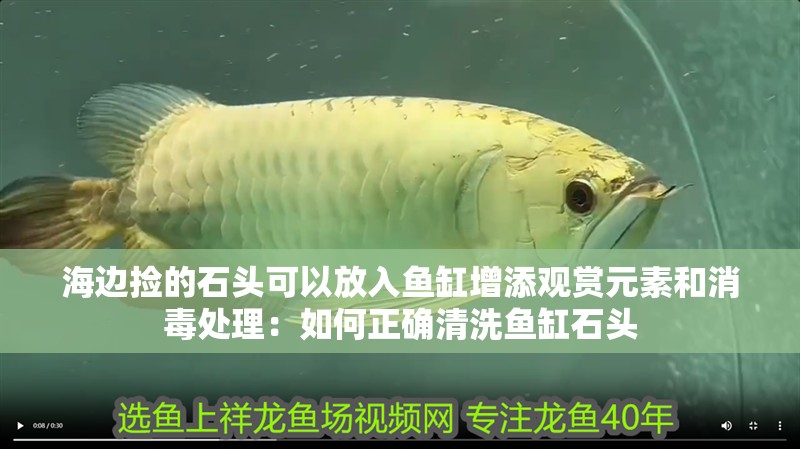 海邊撿的石頭可以放入魚缸增添觀賞元素和消毒處理：如何正確清洗魚缸石頭