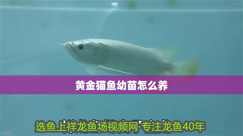 黃金貓魚幼苗怎么養
