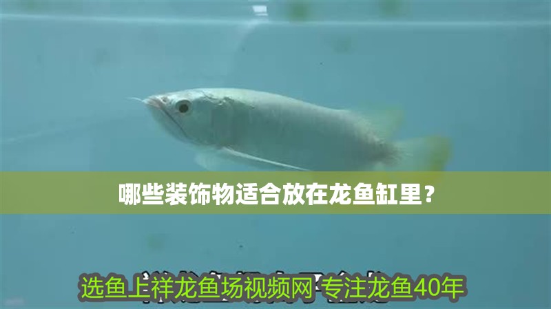哪些裝飾物適合放在龍魚缸里？