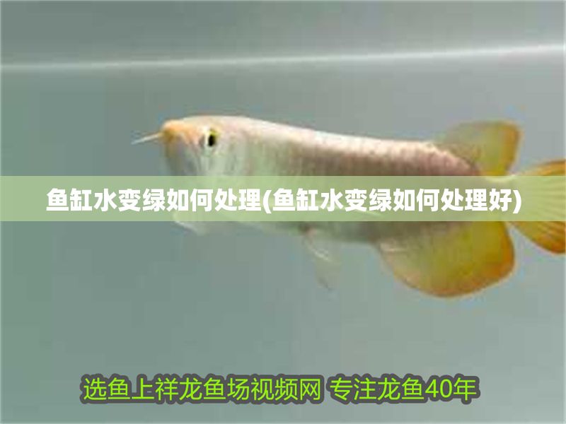 魚缸水變綠如何處理(魚缸水變綠如何處理好)
