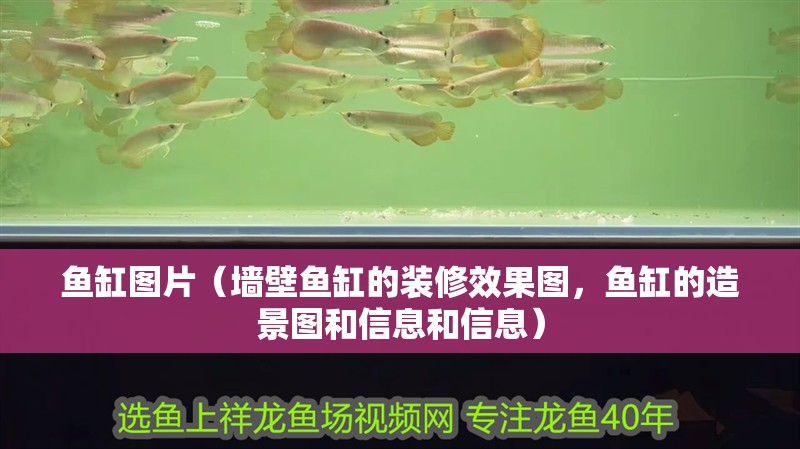 魚缸圖片（墻壁魚缸的裝修效果圖，魚缸的造景圖和信息和信息）