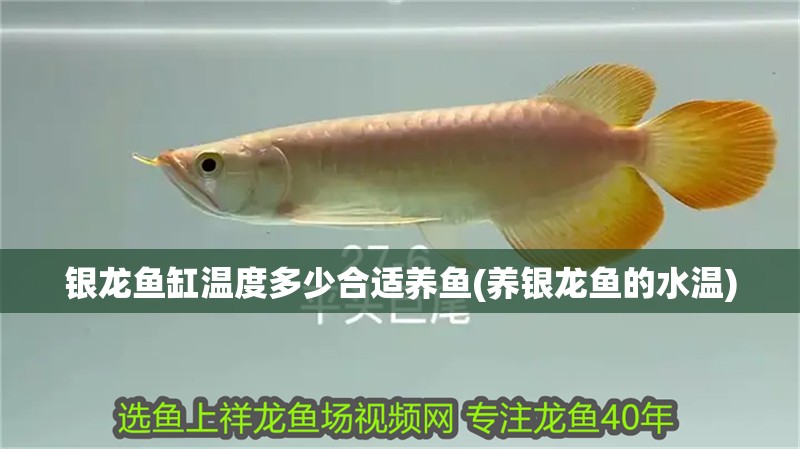 銀龍魚缸溫度多少合適養魚(養銀龍魚的水溫)