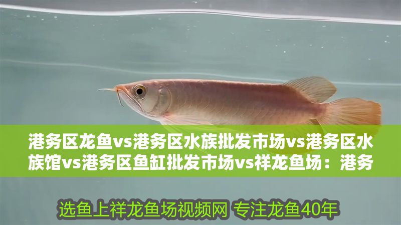 港務區(qū)龍魚vs港務區(qū)水族批發(fā)市場vs港務區(qū)水族館vs港務區(qū)魚缸批發(fā)市場vs祥龍魚場：港務區(qū)龍魚、水族批發(fā)市場、水族館以及祥龍魚場之間的競爭關系
